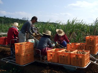 ジャガイモ収穫体験