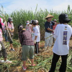 農作業って、細かい、地道な作業なのね。感謝。